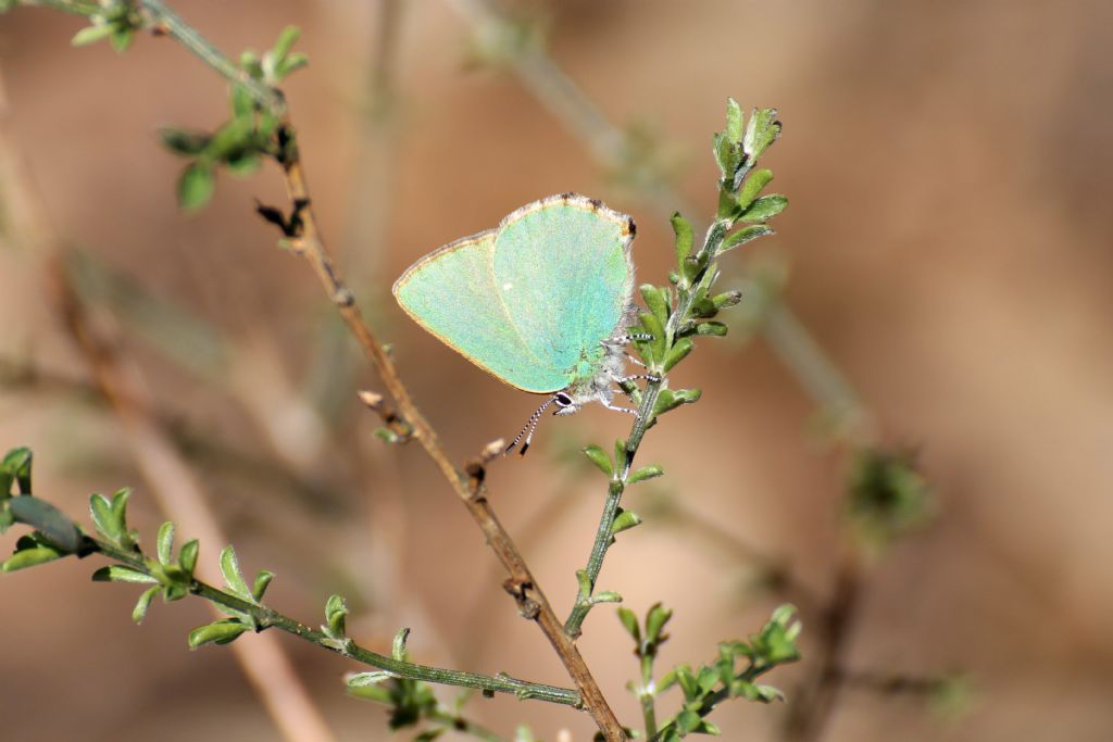 Callophrys rubi